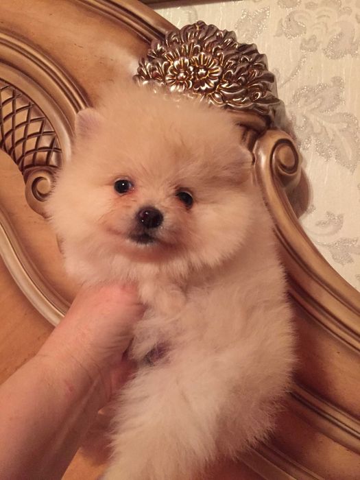 щенки померанского шпица