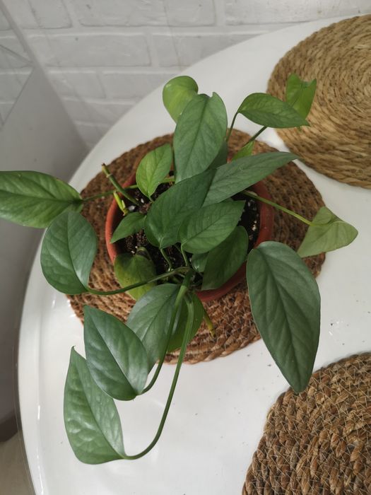 Продам комнатные растения