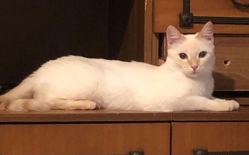 Ждём добрые руки ответсвенным