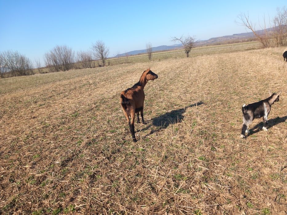 Vând capre Alpine sau la schimb pe oi