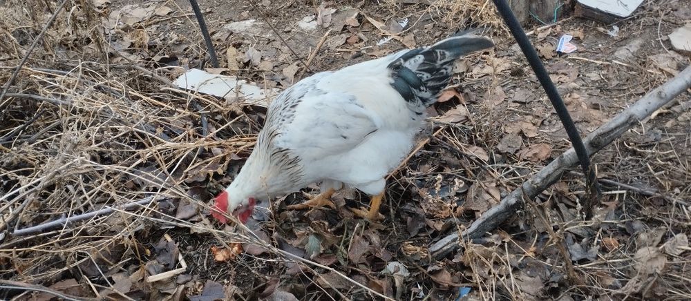 Продам молодого петуха