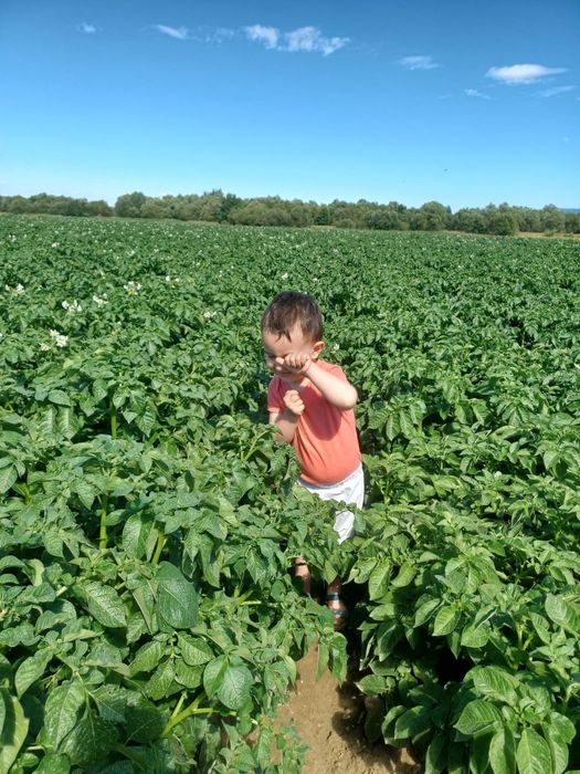 Cartofi de samanta din elita, calibru mic (28-35)