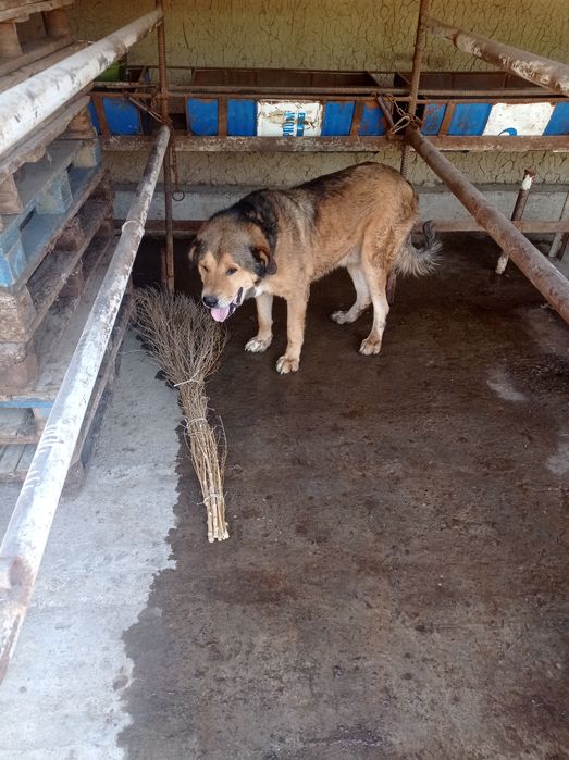 Ит тегін беріледі