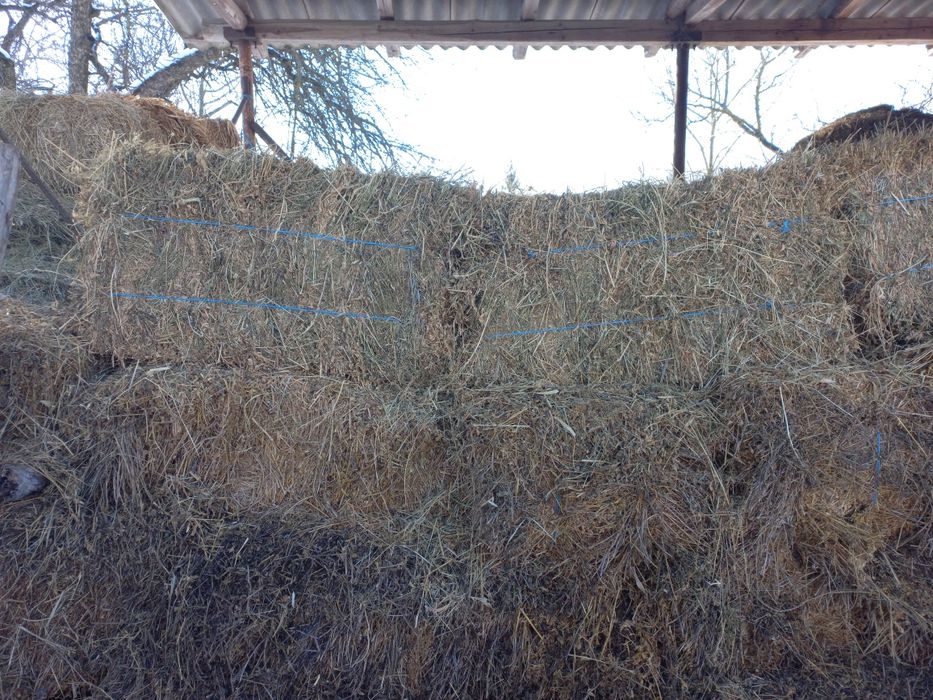 Vând baloti de lucerna