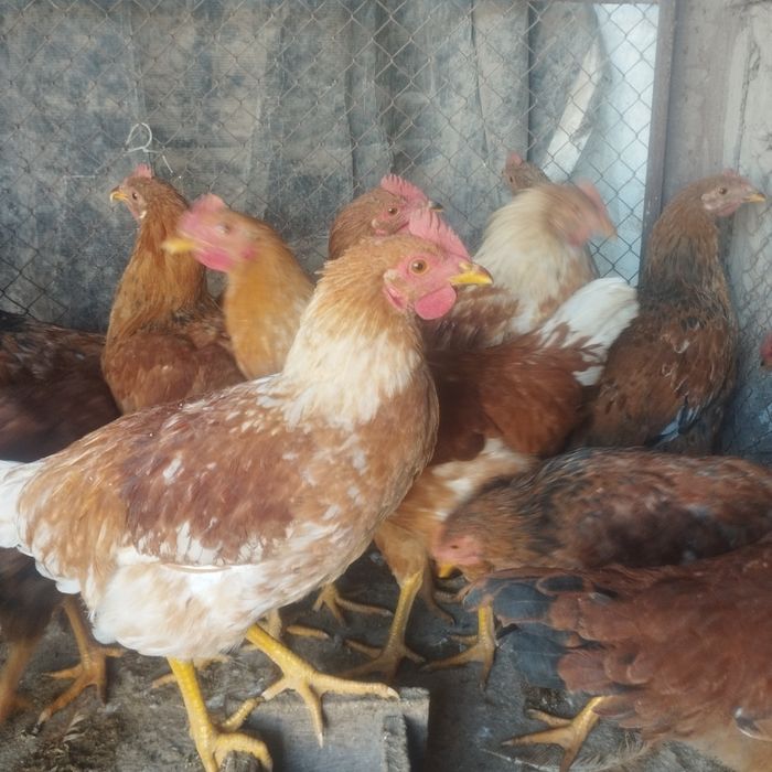 Продам куры домашние