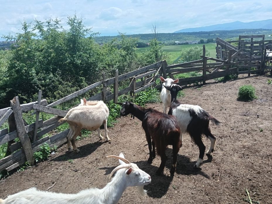 Capre de vânzare