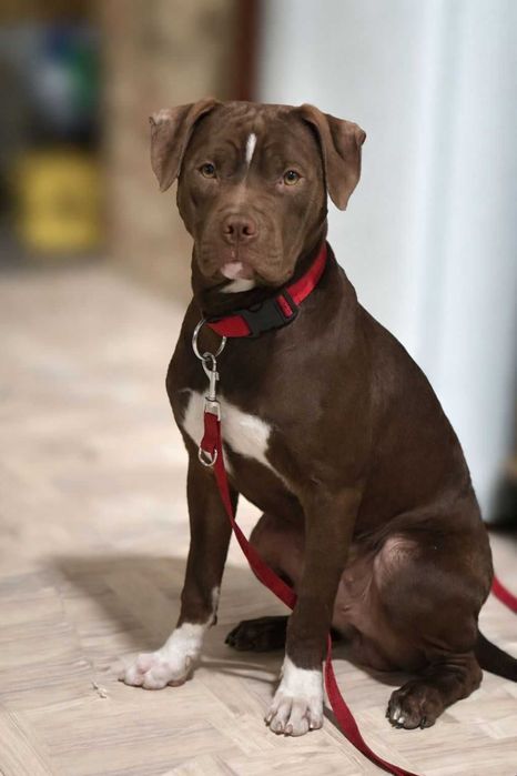 Пит- бультерьер (Red Nose)