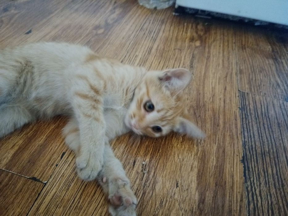 Отдам в хорошие руки