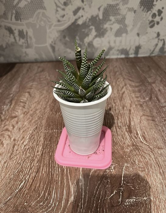 продам суккулент хавортия