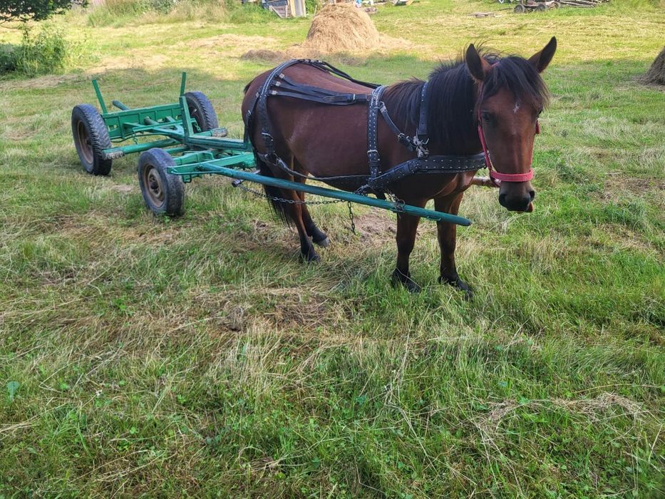 Vând mânz cu căruță nou cu ham nou