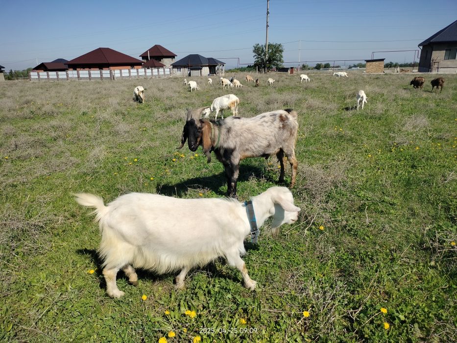 Срочно Теке ешкі козел коза