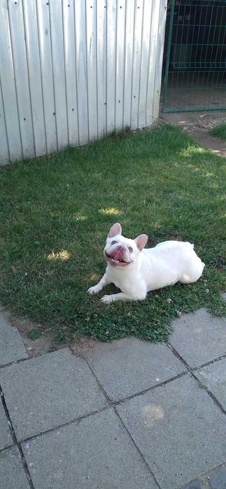 Femela adulta bulldog francez cu pedigree