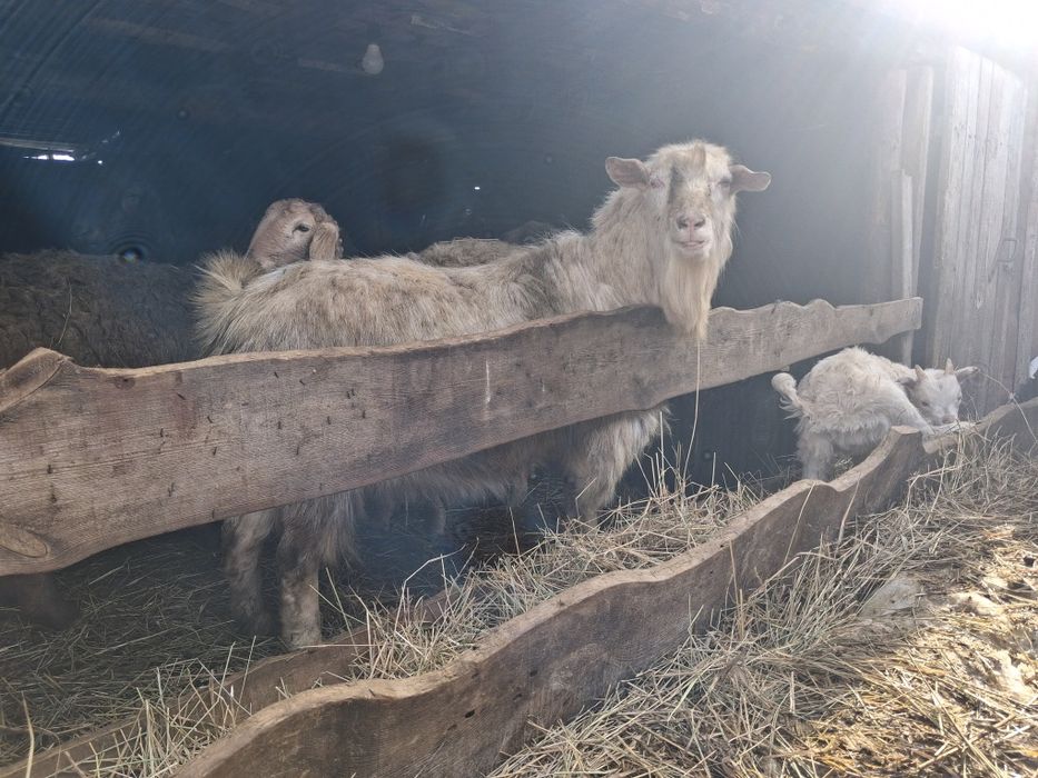 Козел зааненский