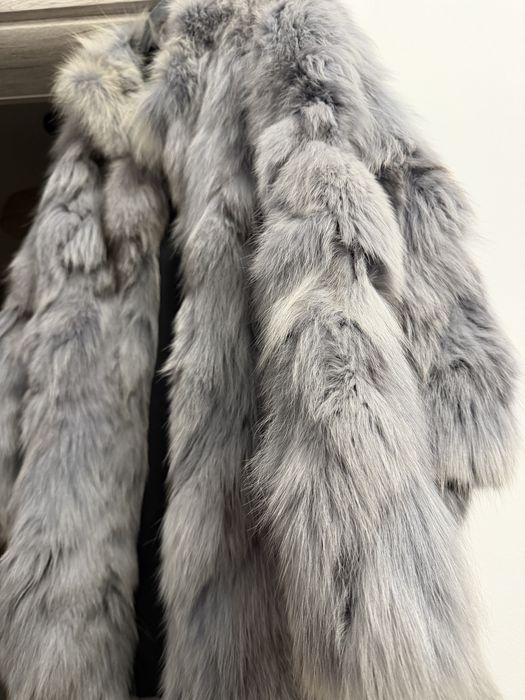 Hsins blana vulpe polara