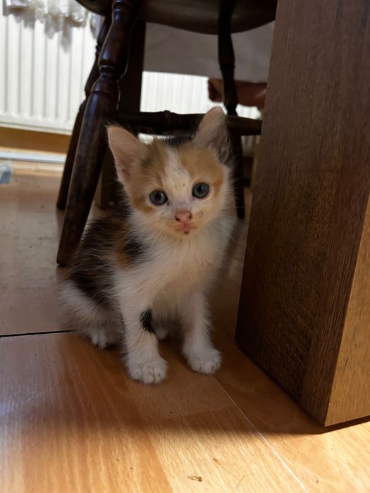 Подарявам котенца