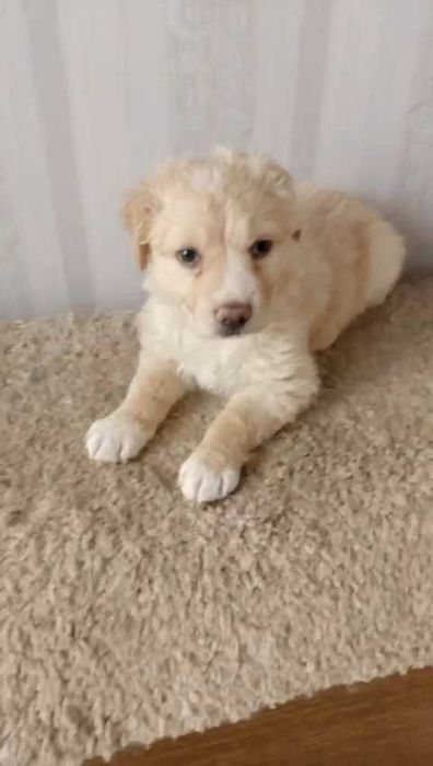 Ищем щенку хорошую семью