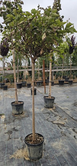 Thuja leylandi / Catalpa globulara Mesteacăn Tei