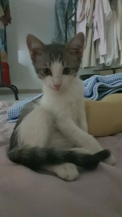 Отдам в добрые руки котенка