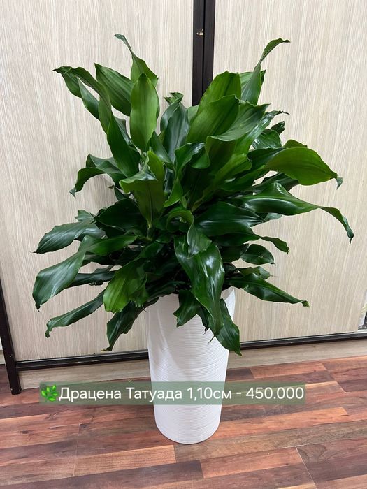 Замиокулькасы и Сансевиерии