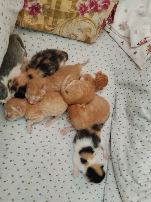 Дарю котят- крысыловов