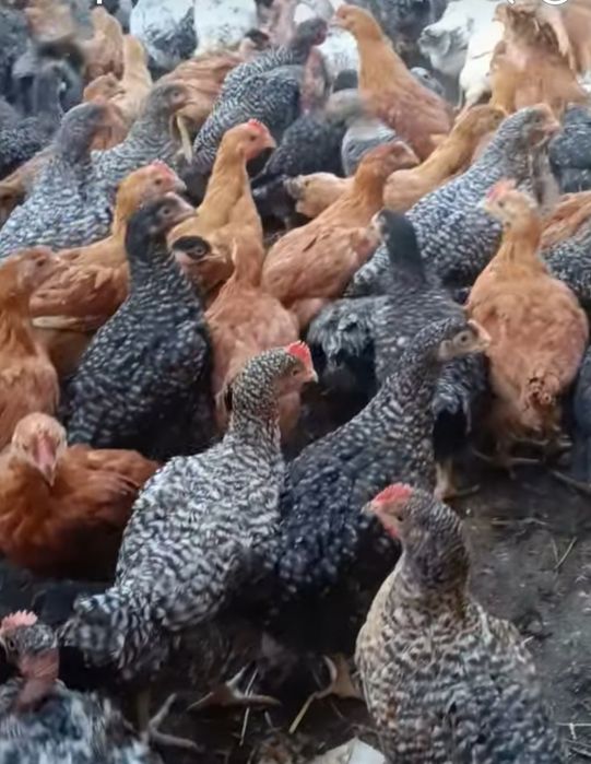 Puii rasă mixtă de vânzare