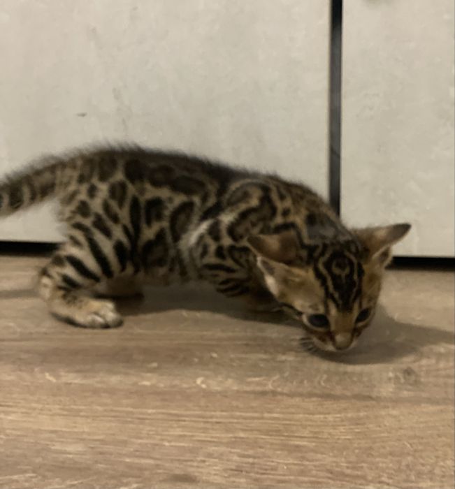 Бенгалски котенца