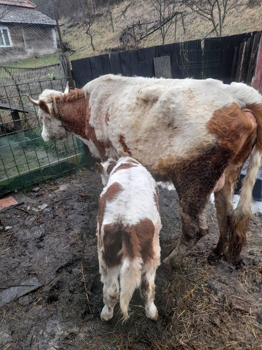 Vand vaca cu vițeaua