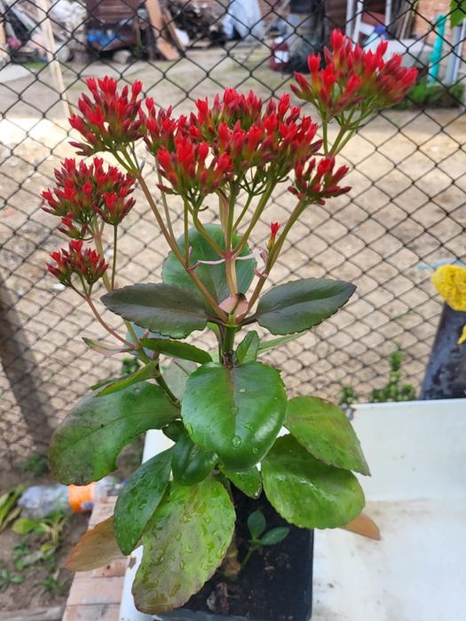 Каланхое - 3,99лв. Червено