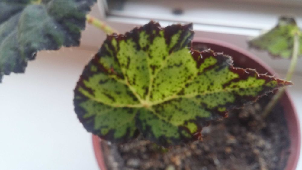 Бегония Бауэра тигровая