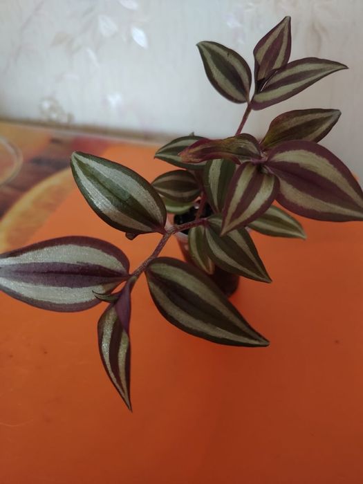 Продам комнатные цветы