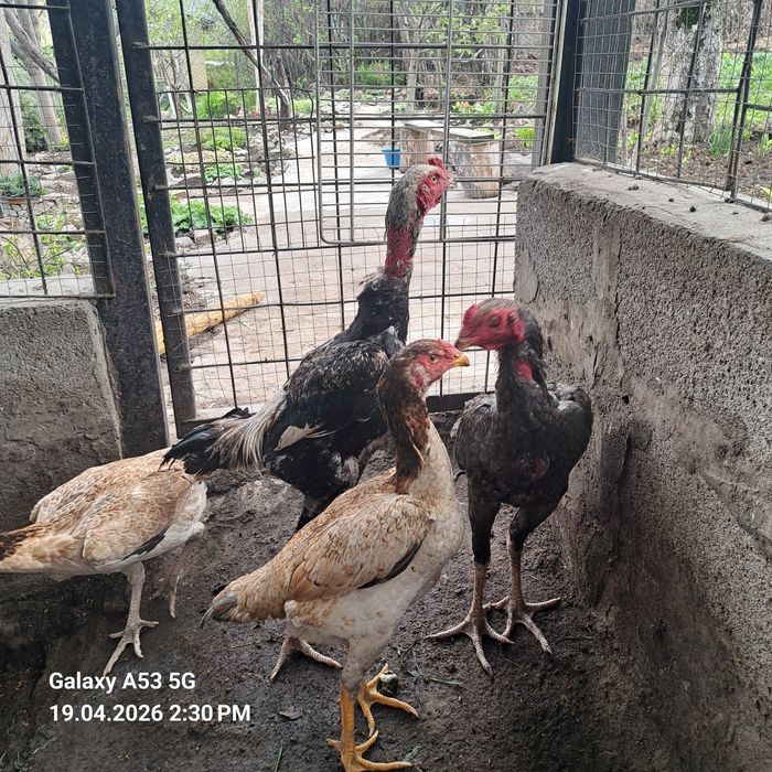 Продам 2 пары даканов