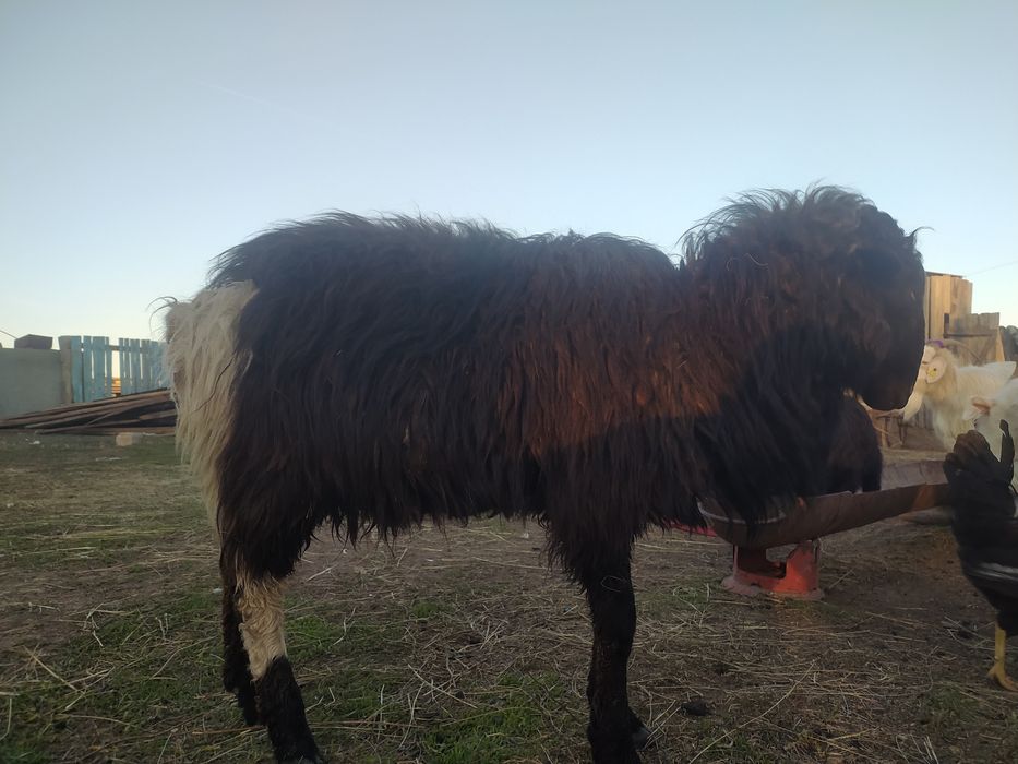 Қошқар 1 жасар сатылады