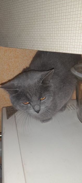 Piwak sotladi parodali.