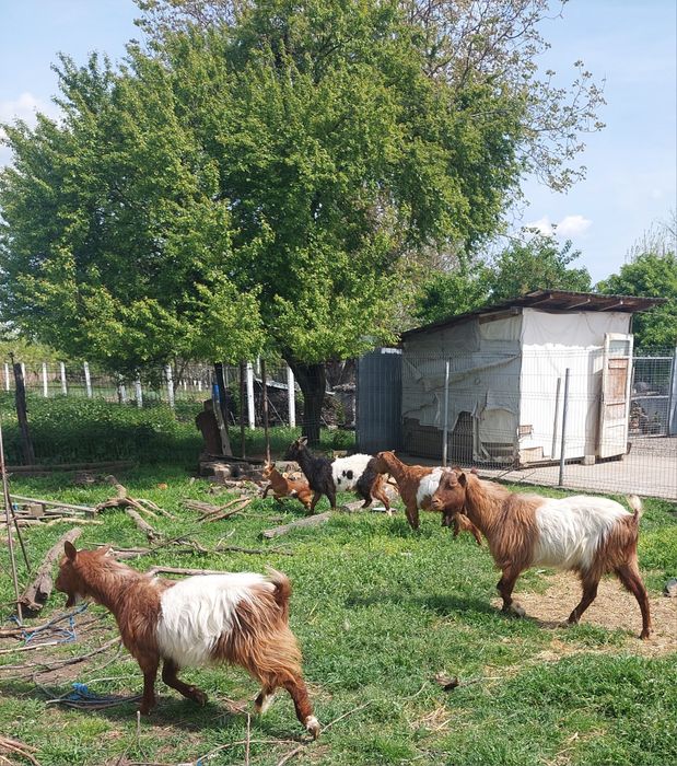 Vând capre, iezi și țapi