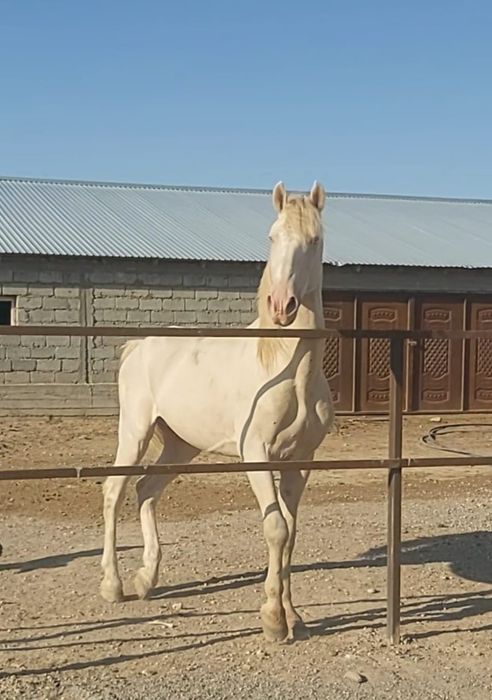 Жылқы көкпар аты.