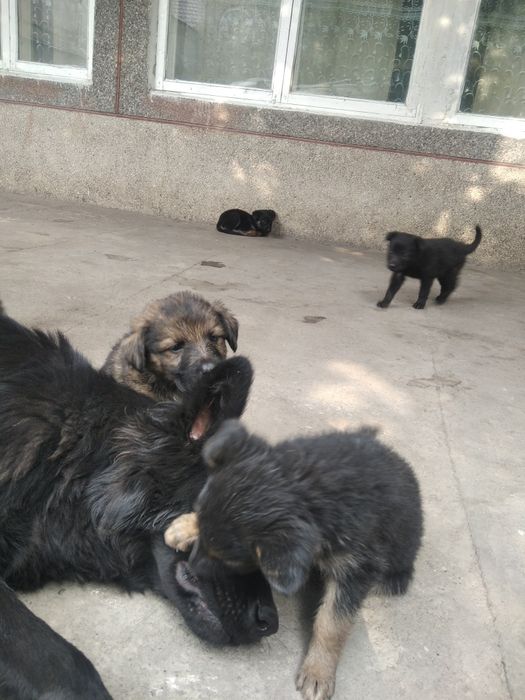 Щенки немецкой овчарки