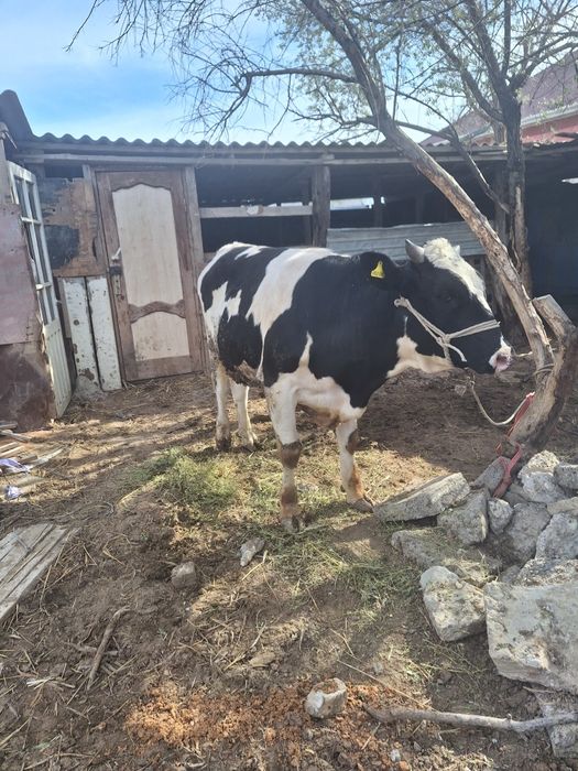 Бұқа сатыладыыыыыы...