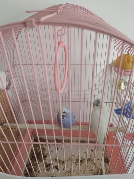 продам попугая со всеми условьями