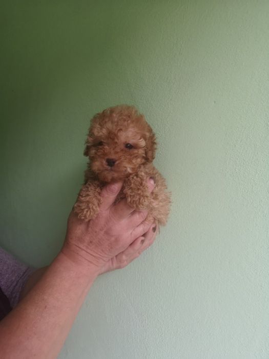 Мини  мини и ТОЙ Пуделчета ,пудел