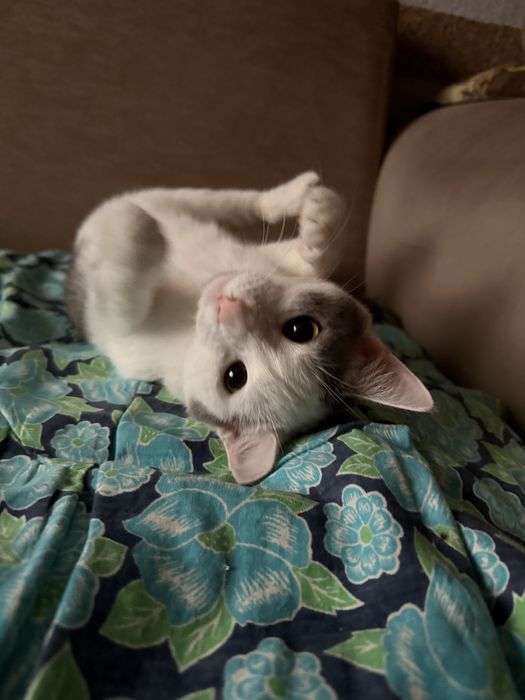 котенок в хорошие руки