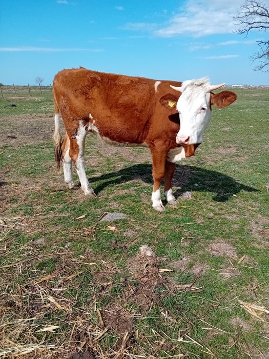 Vând junimca de doi ani recent montată