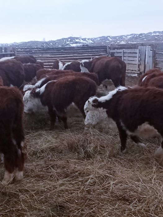 Продам телок 2025 г.р