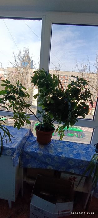 Шефлера , продам!