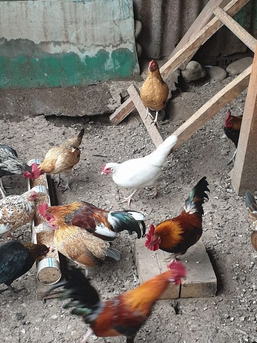 Продам карликовых курей