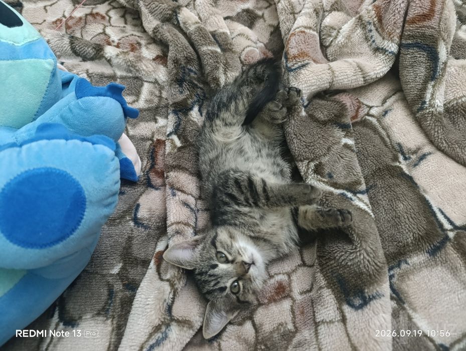 Отдадим в добрые руки котят домашние чистые с отслеживанием судьбы