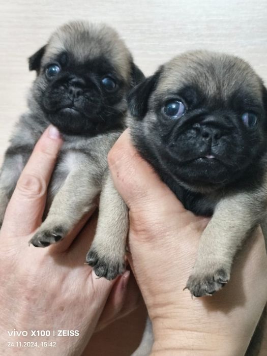 Очаровательные щенки Мопса.