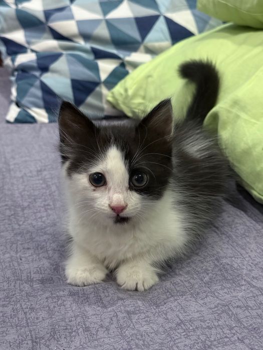 Отдадим котенка в добрые руки !!!