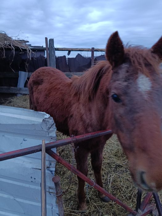 Продам жеребёнка.