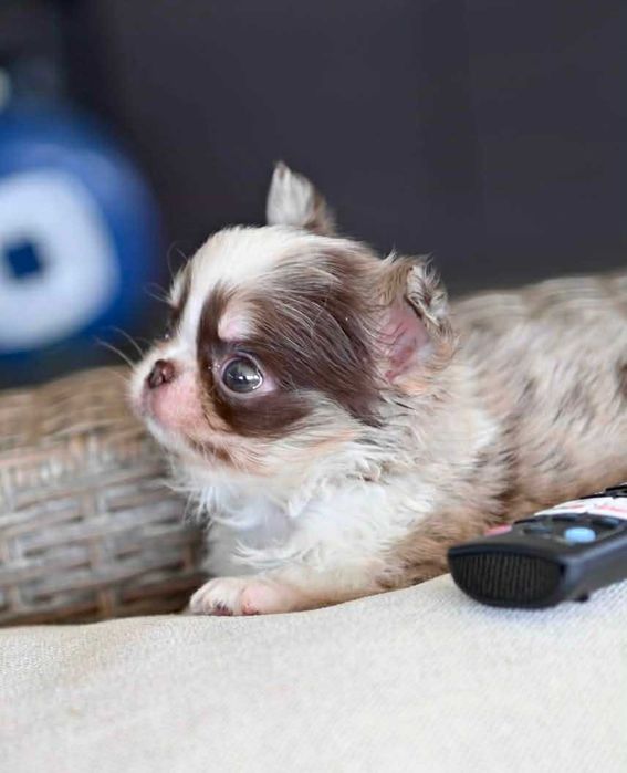 Женско миниатюрно дългокосместо шоколадово мерле