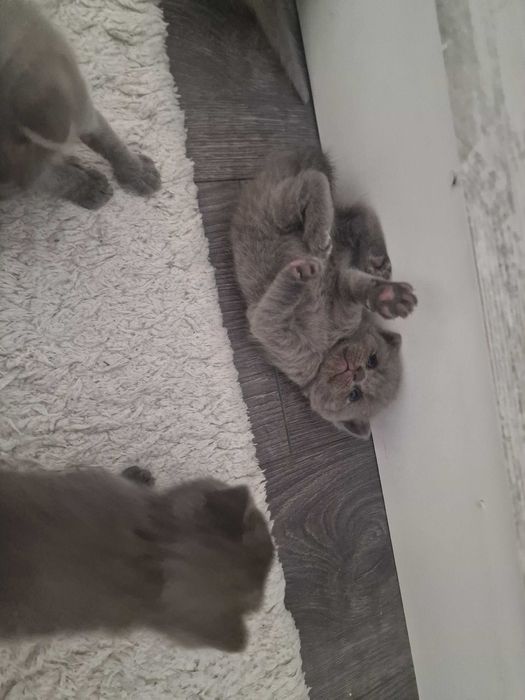 Шотландски клепоухи